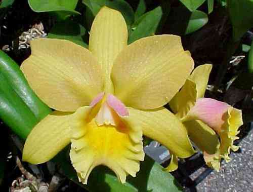 Brassolaeliocattleya Waikiki Gold Lea HCC-AOS